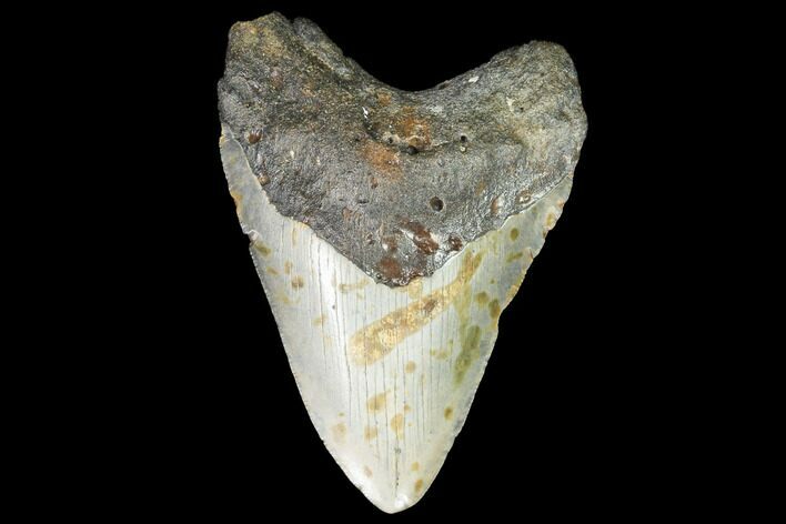 Fossil Megalodon Tooth - North Carolina #99333